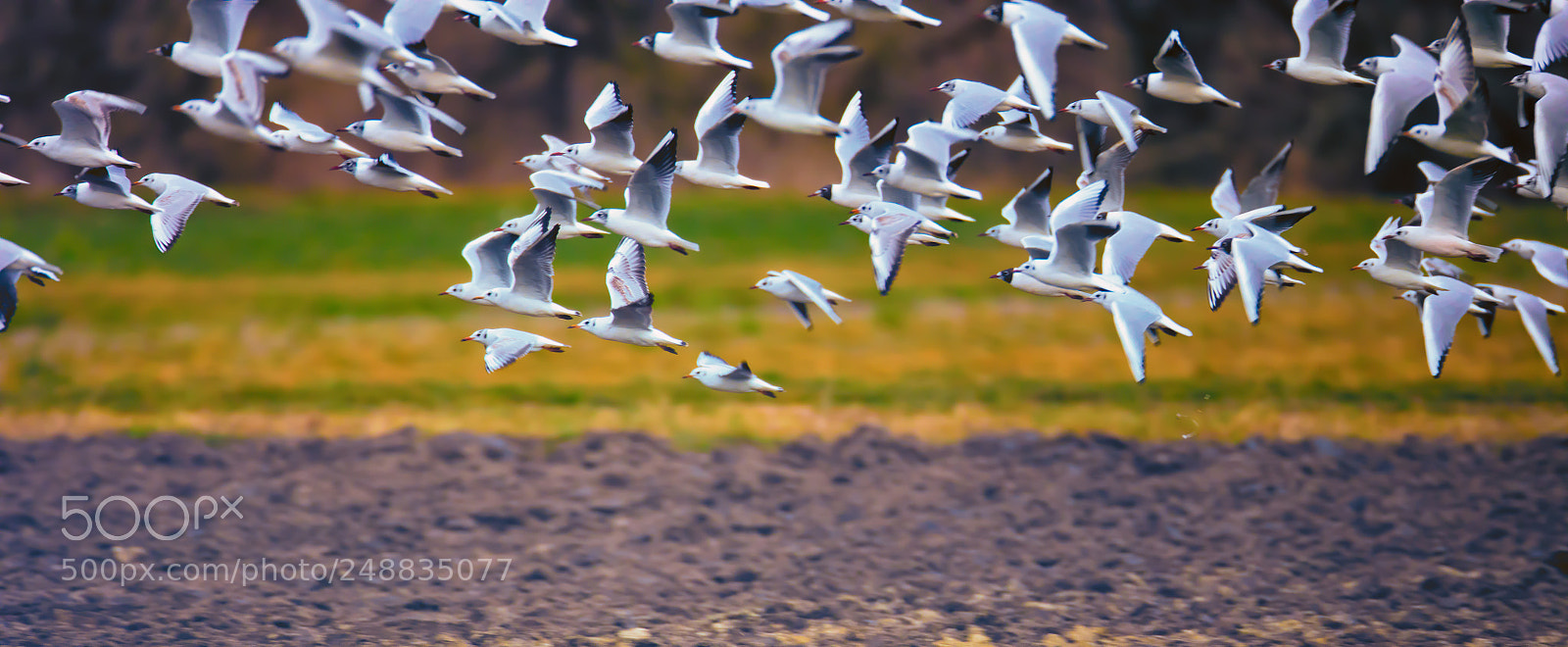 Canon EOS 5DS R sample photo. Go west photography