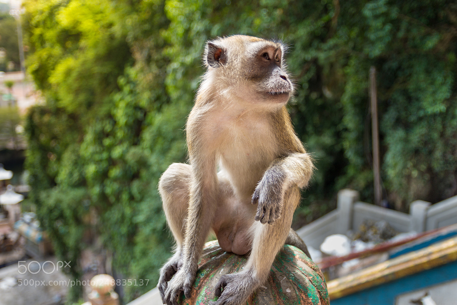 Canon EOS 650D (EOS Rebel T4i / EOS Kiss X6i) sample photo. Batu caves - malaysia photography