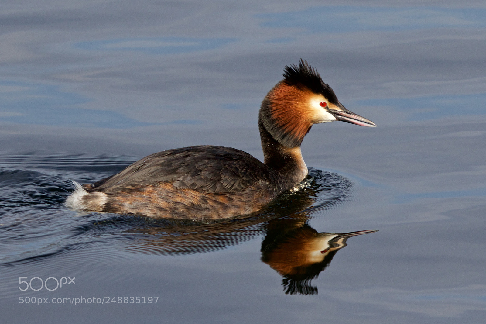 Canon EOS 7D Mark II sample photo. De fuut podiceps cristatus photography