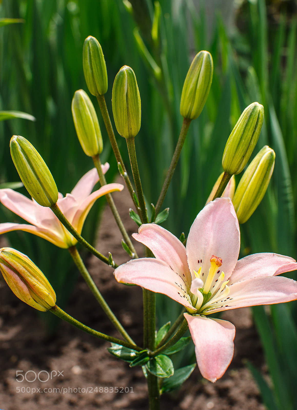 Nikon D7000 sample photo. Close up of pink photography