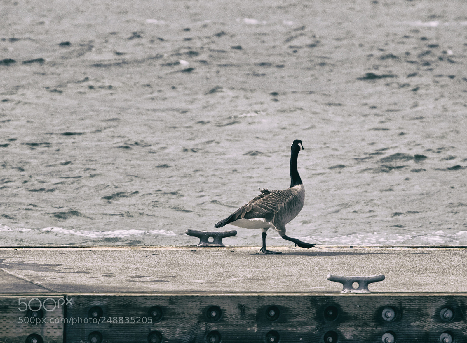 Canon EOS 7D Mark II sample photo. Taking that walk... photography