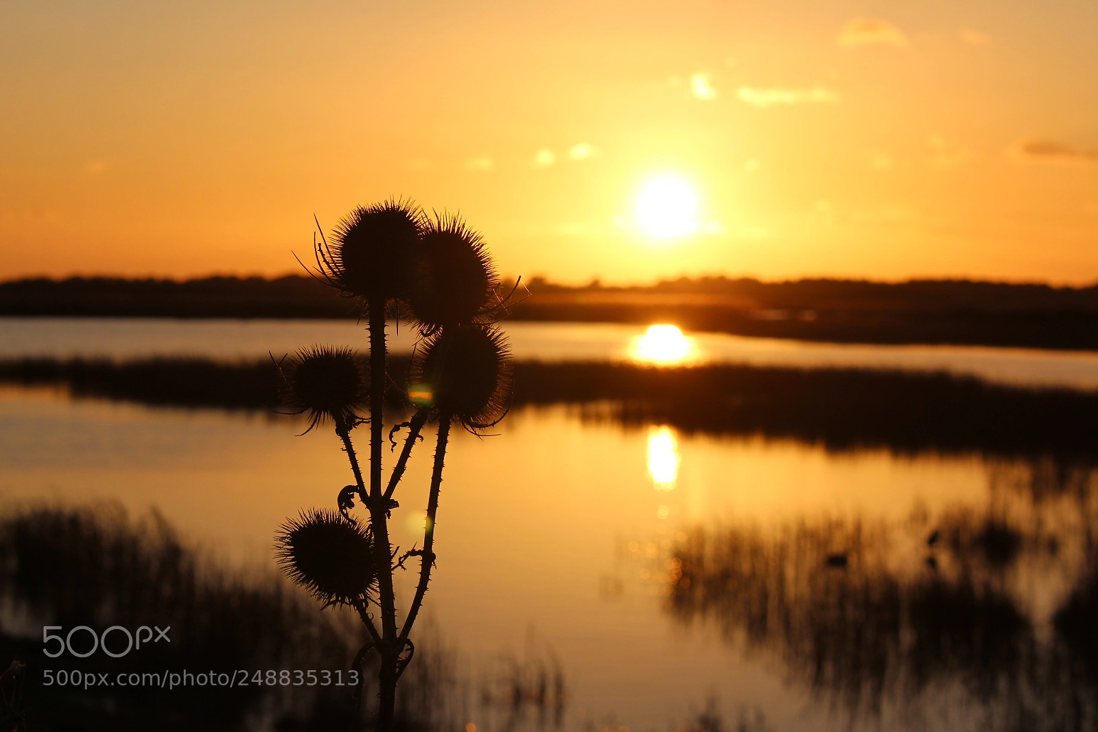 Canon EOS 700D (EOS Rebel T5i / EOS Kiss X7i) sample photo. Thistle in marsh sunset photography