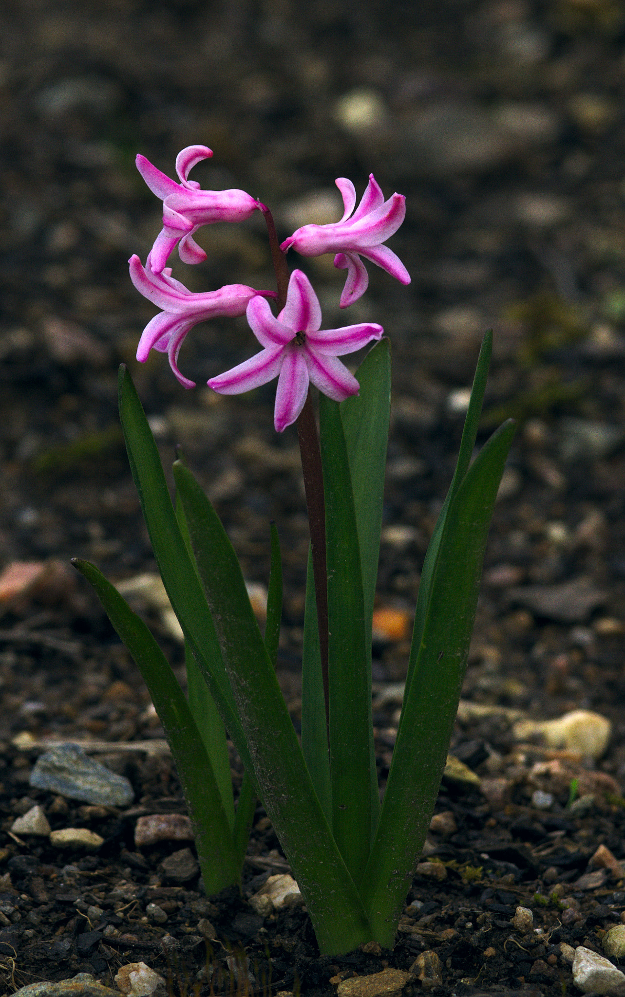 Canon EF 90-300mm F4.5-5.6 sample photo. Pink flore photography