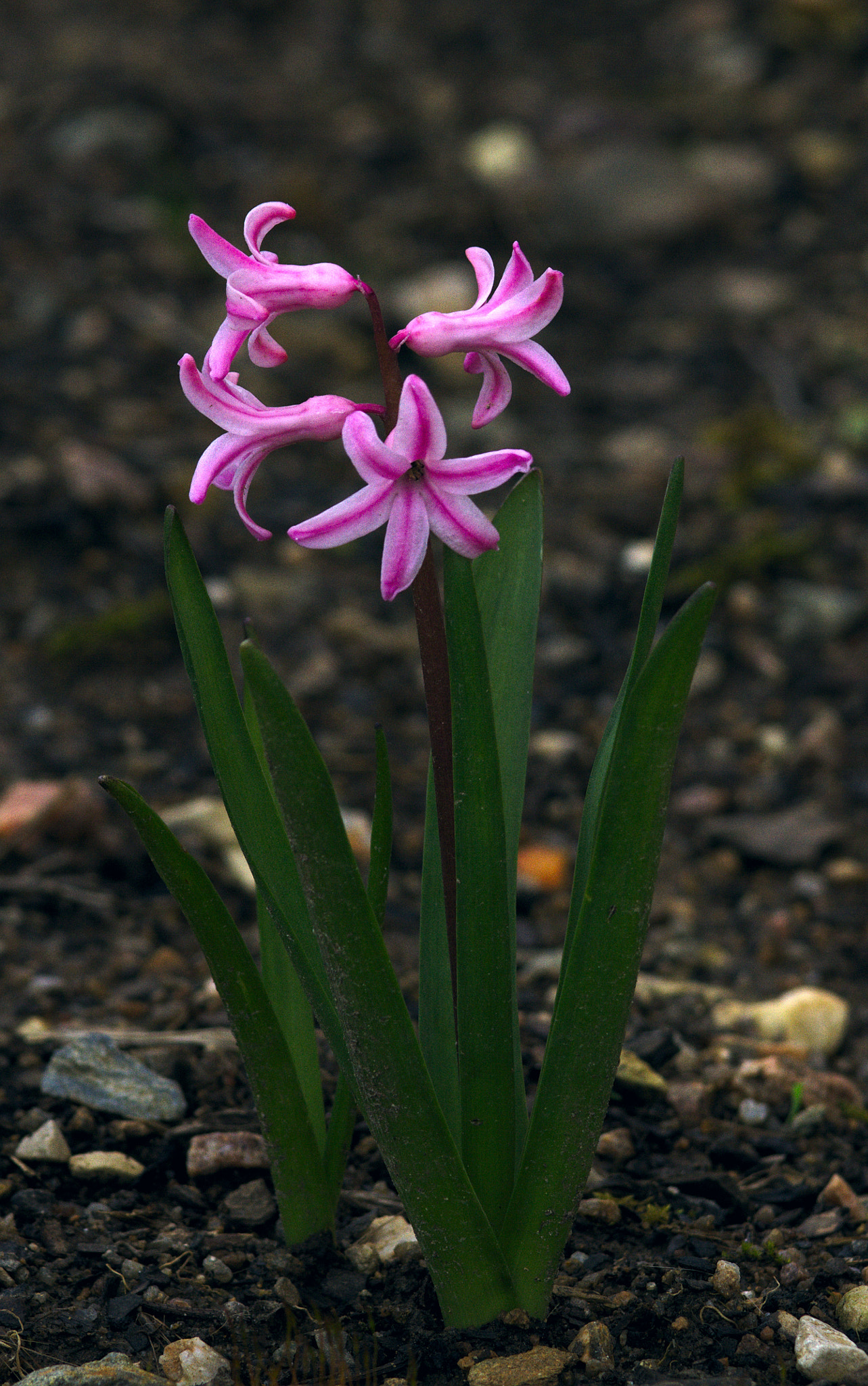 Canon EOS 7D + Canon EF 90-300mm F4.5-5.6 sample photo. Pink flore photography