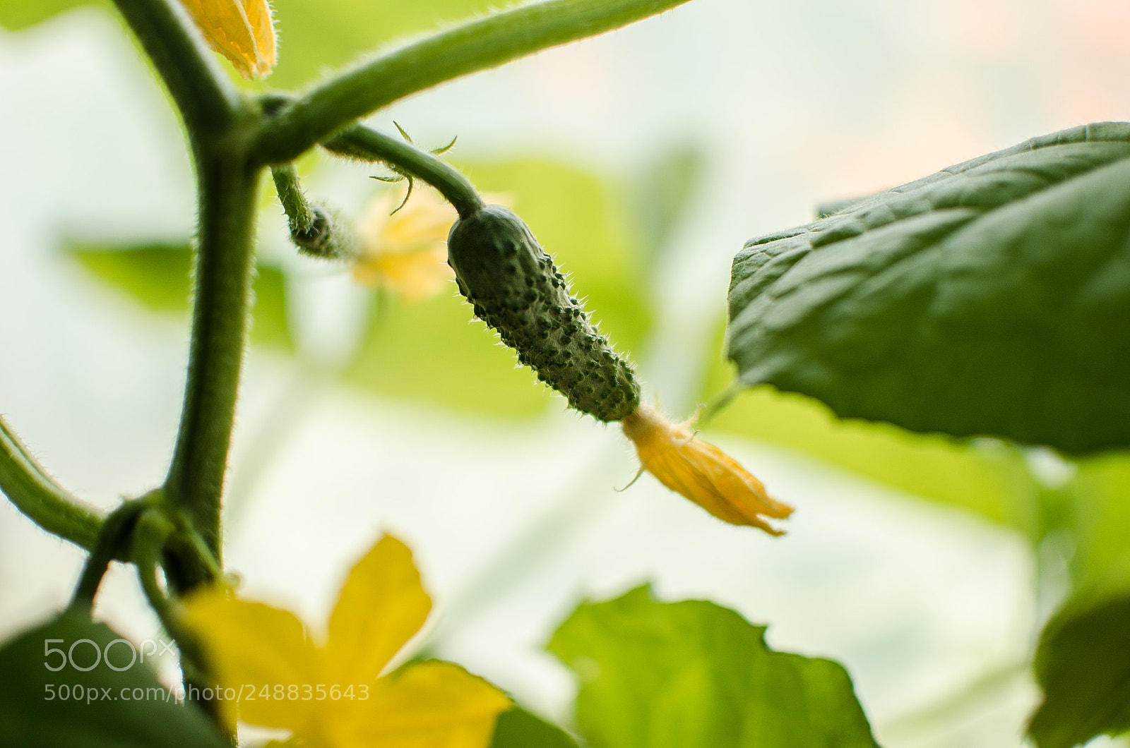 Nikon D7000 sample photo. Young cucumbers in the photography