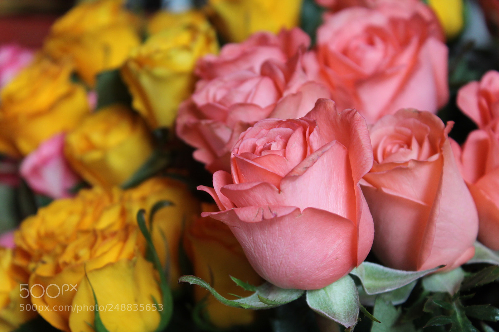 Canon EOS 1100D (EOS Rebel T3 / EOS Kiss X50) sample photo. Roses photography