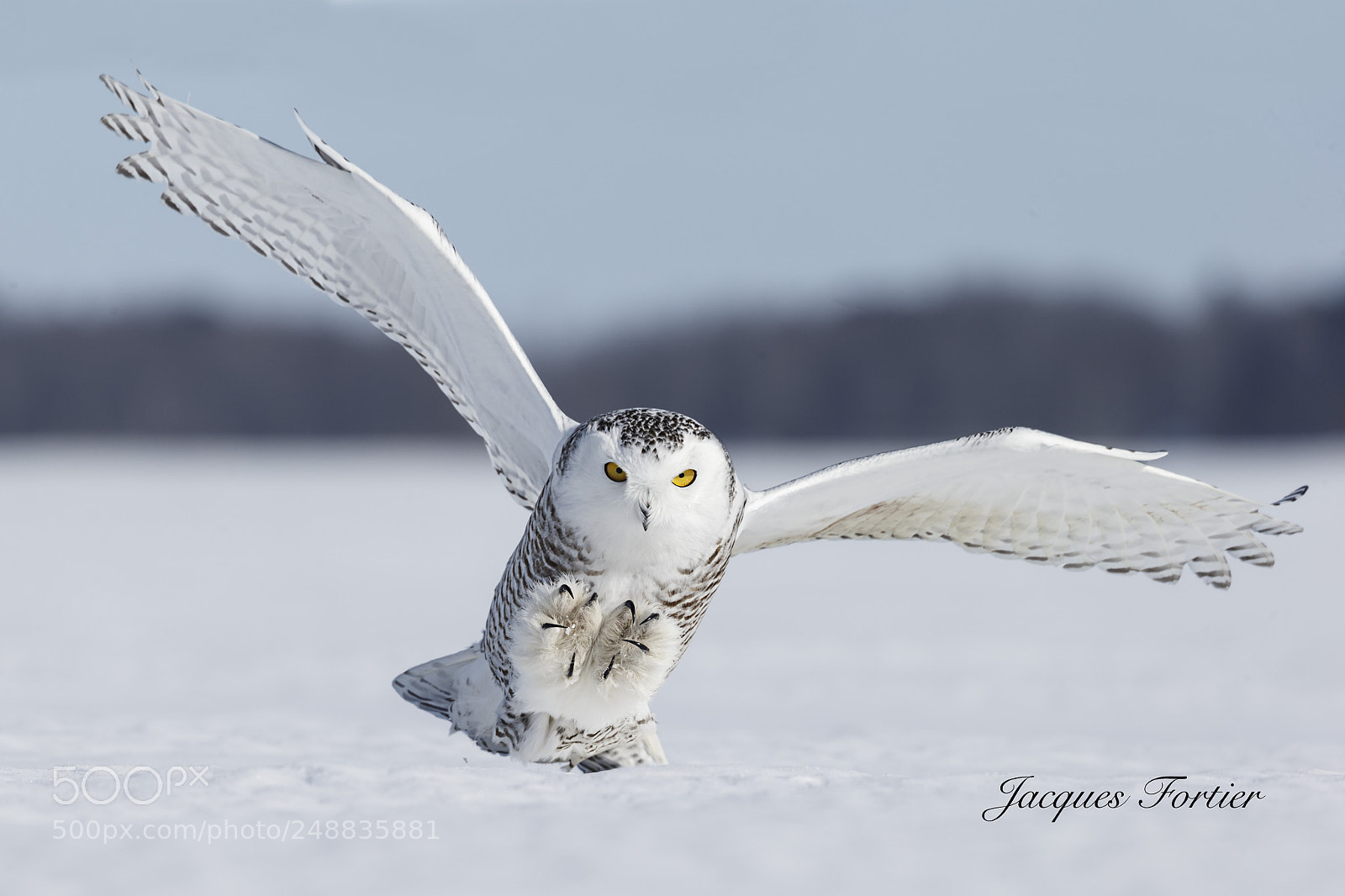 Canon EOS-1D X sample photo. Snowy owl photography