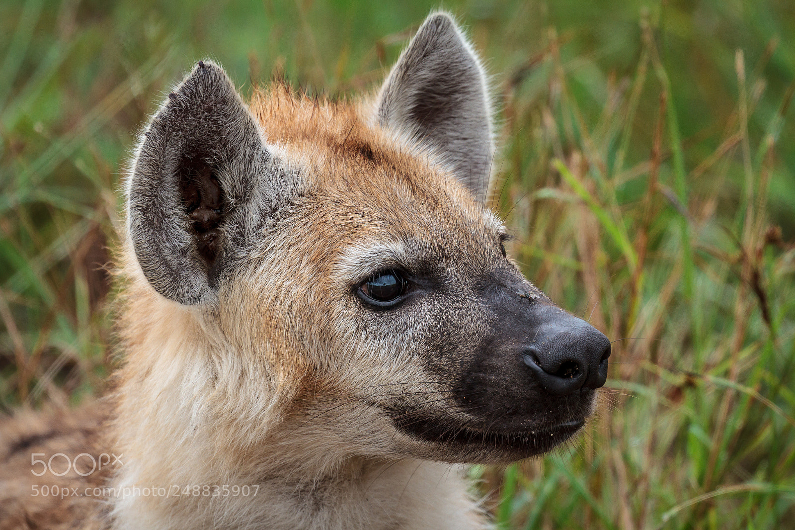 Canon EOS 7D sample photo. Young hyena protrait photography