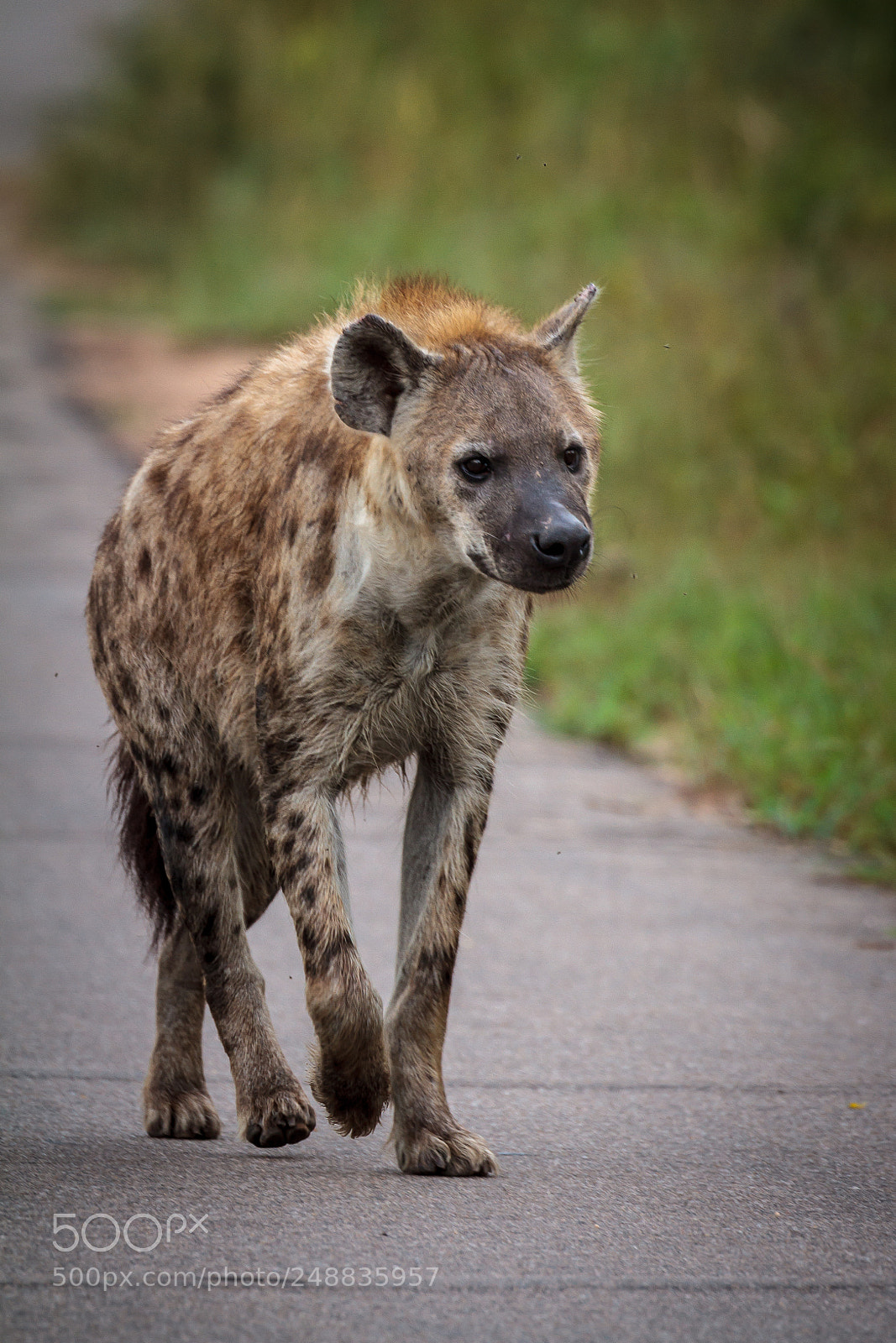 Canon EOS 7D sample photo. Hyena on the prowl photography