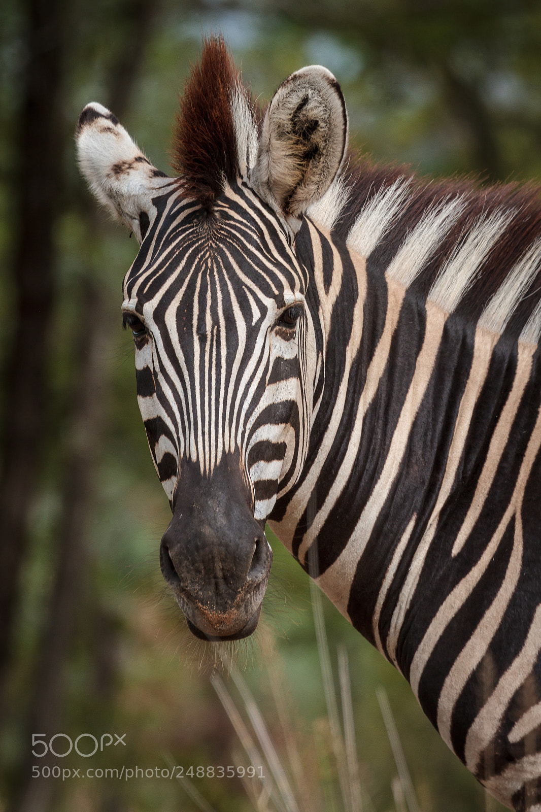 Canon EOS 7D sample photo. Zebra portrait photography