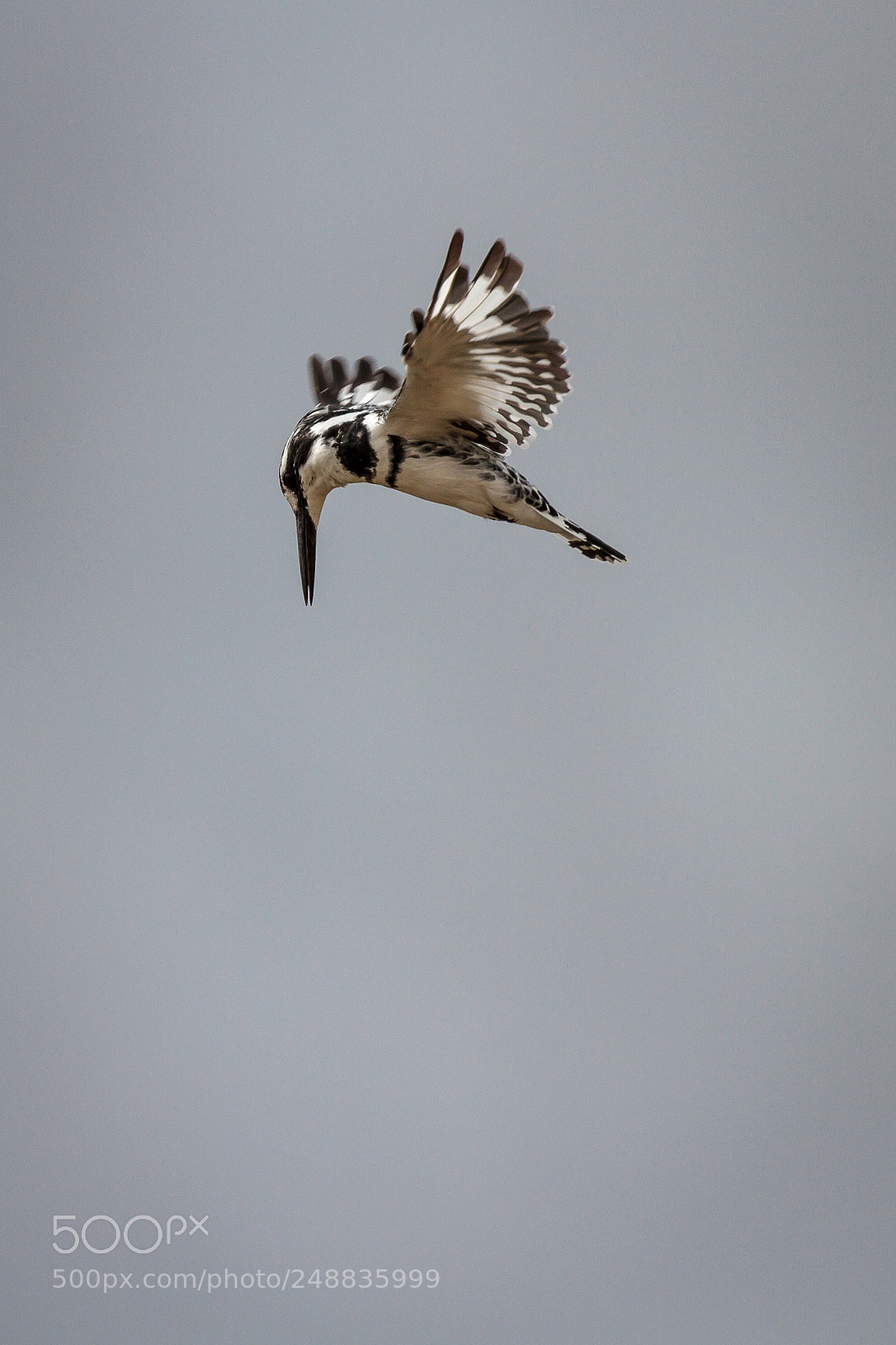 Canon EOS 7D sample photo. Hovering pied kingfisher photography