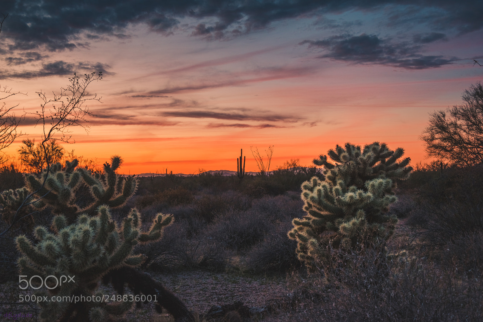 Nikon D5600 sample photo. The world of cactus 2686 photography
