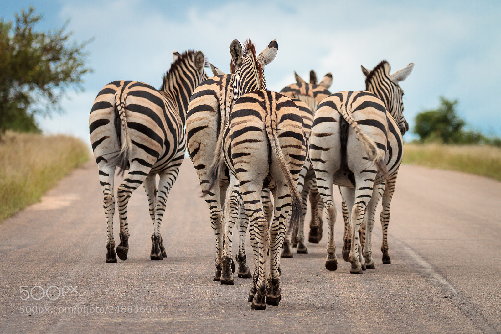 Canon EOS 7D sample photo. Zebra crossing photography