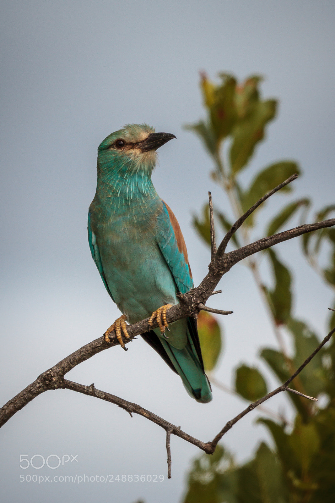 Canon EOS 7D sample photo. Eurpean roller photography