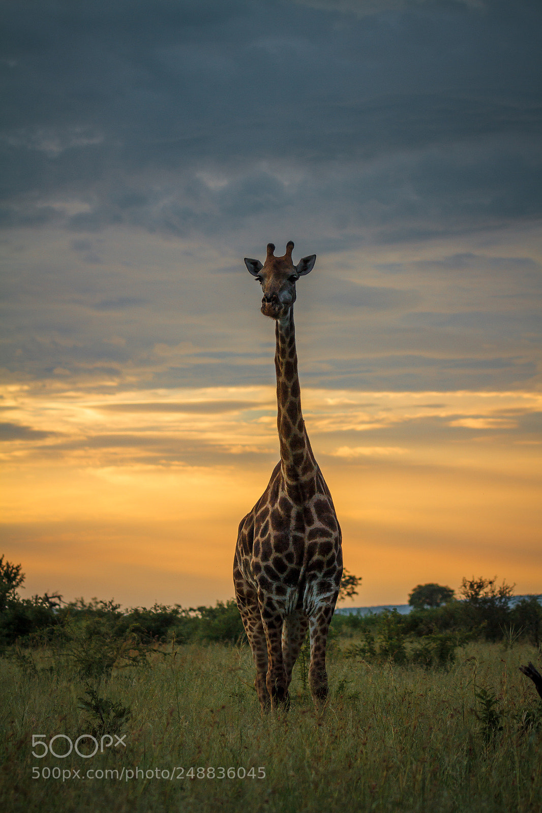 Canon EOS 7D sample photo. Giraffe, early morning photography