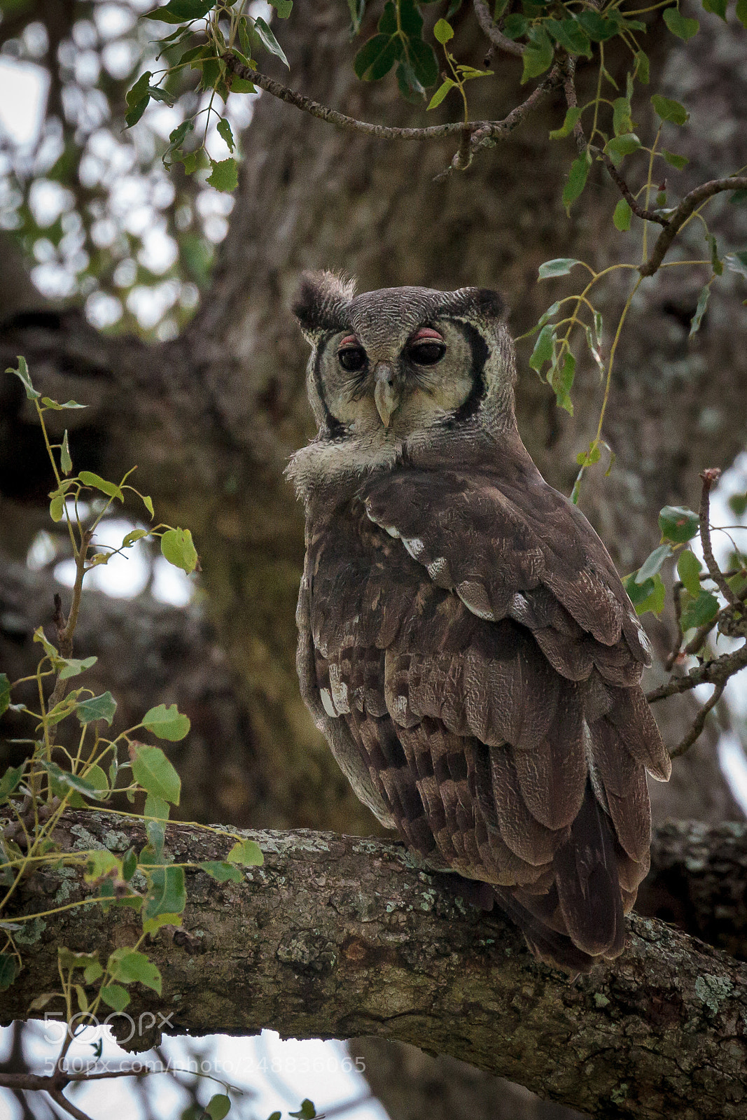 Canon EOS 7D sample photo. Verreaux's eagle owl photography