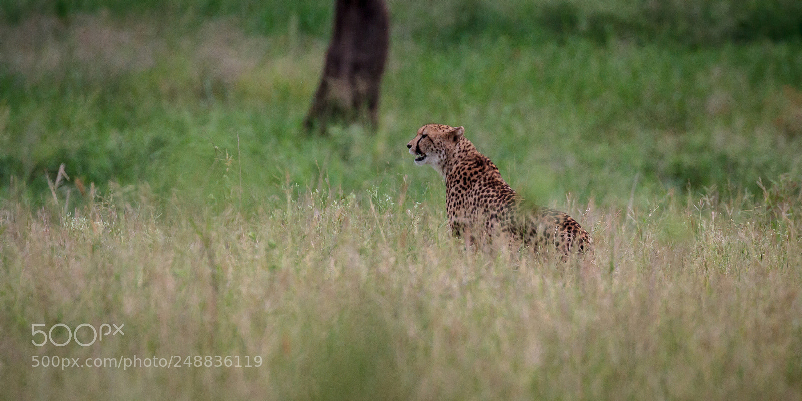 Canon EOS 7D sample photo. Cheetah photography