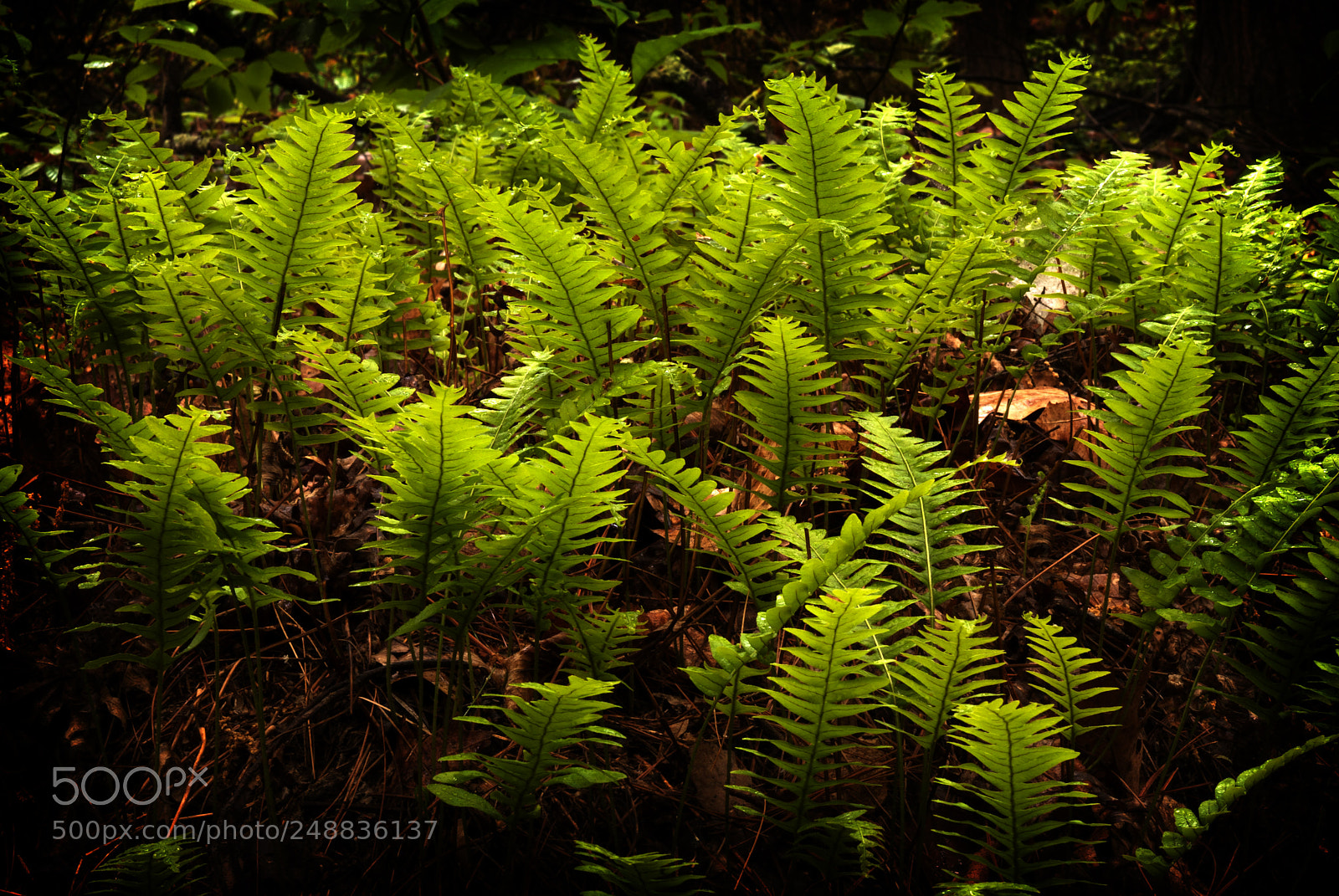 Nikon D200 sample photo. Patch of sunlit ferns photography