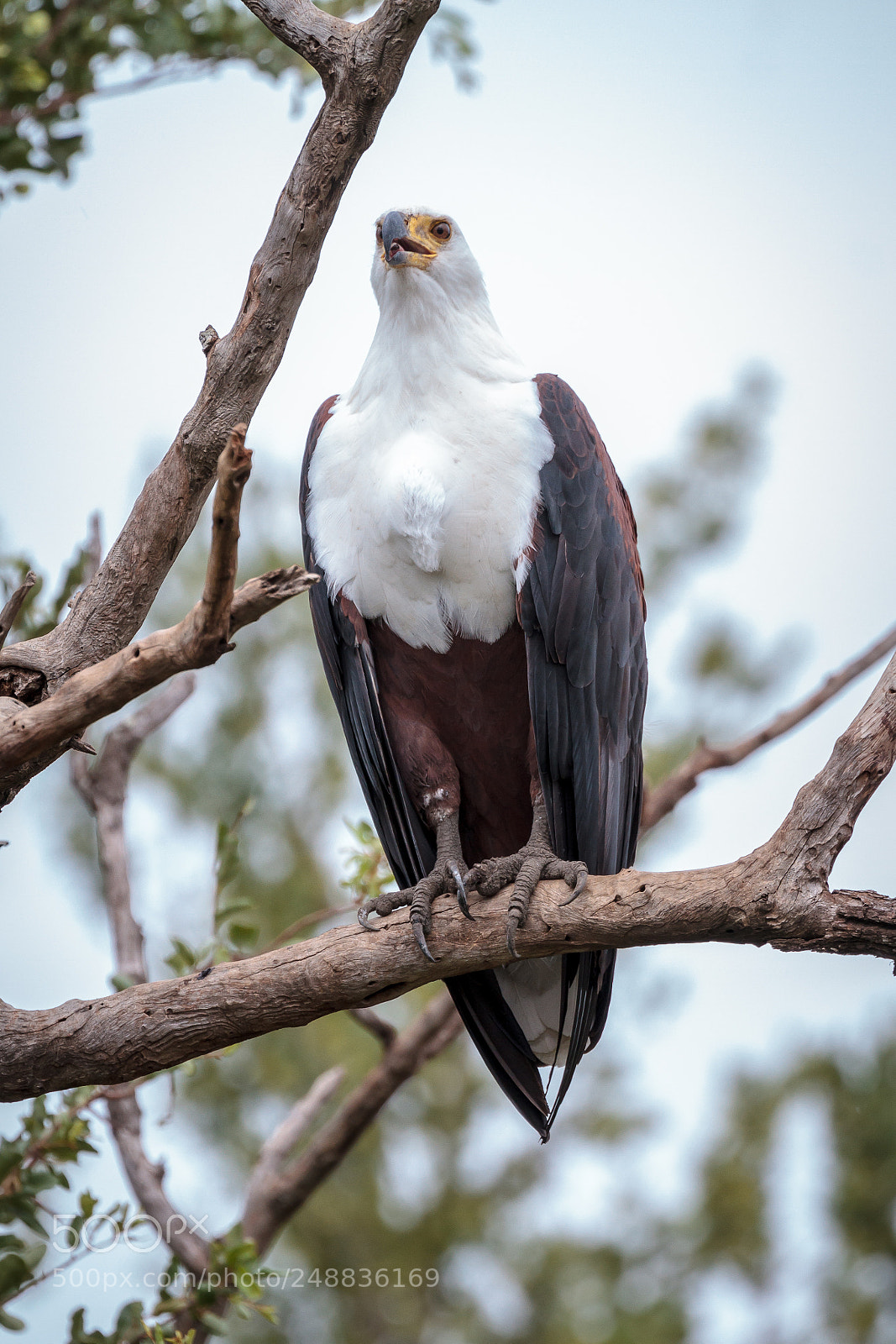 Canon EOS 7D sample photo. African fish eagle photography