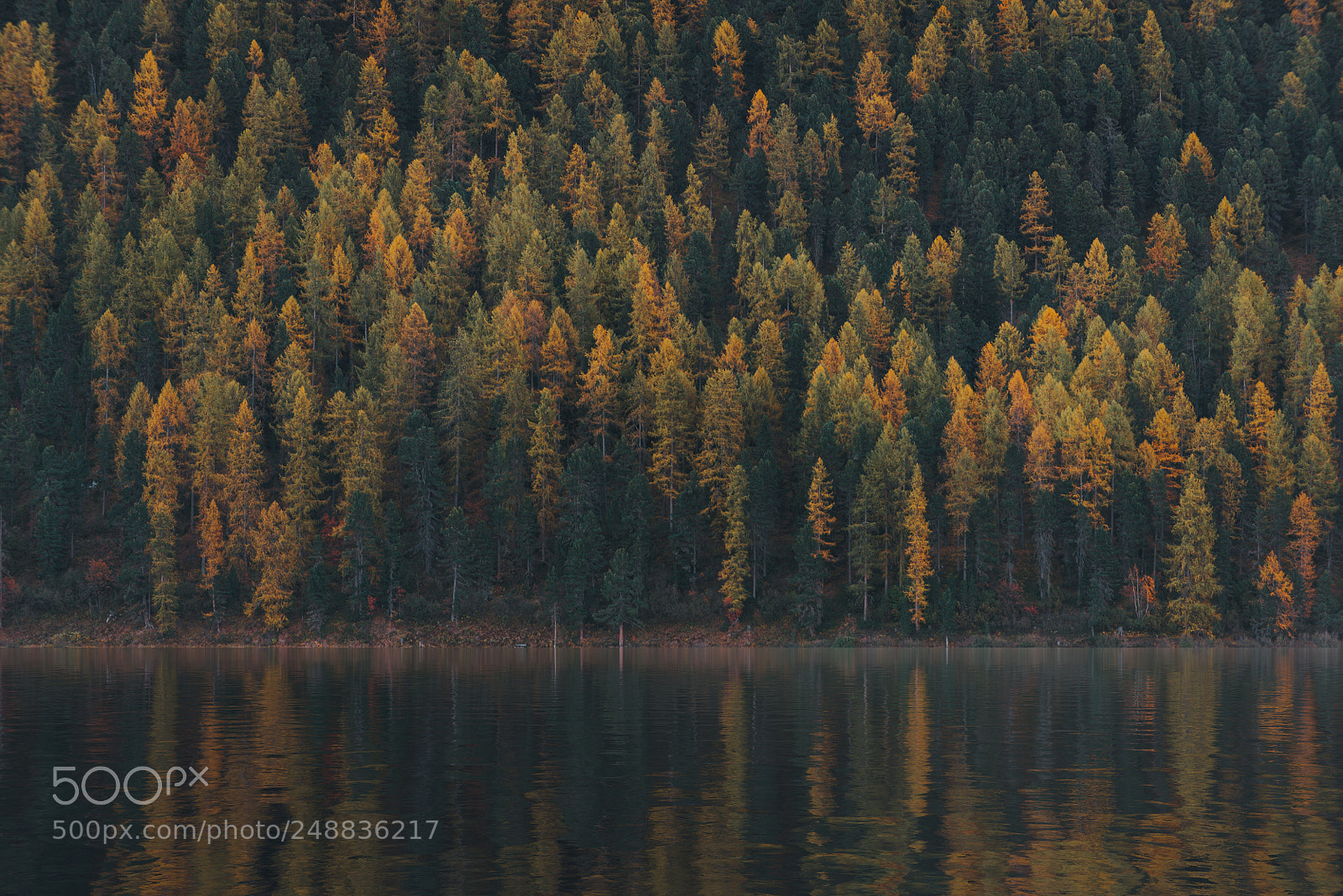 Nikon D610 sample photo. Tree composition capture on photography