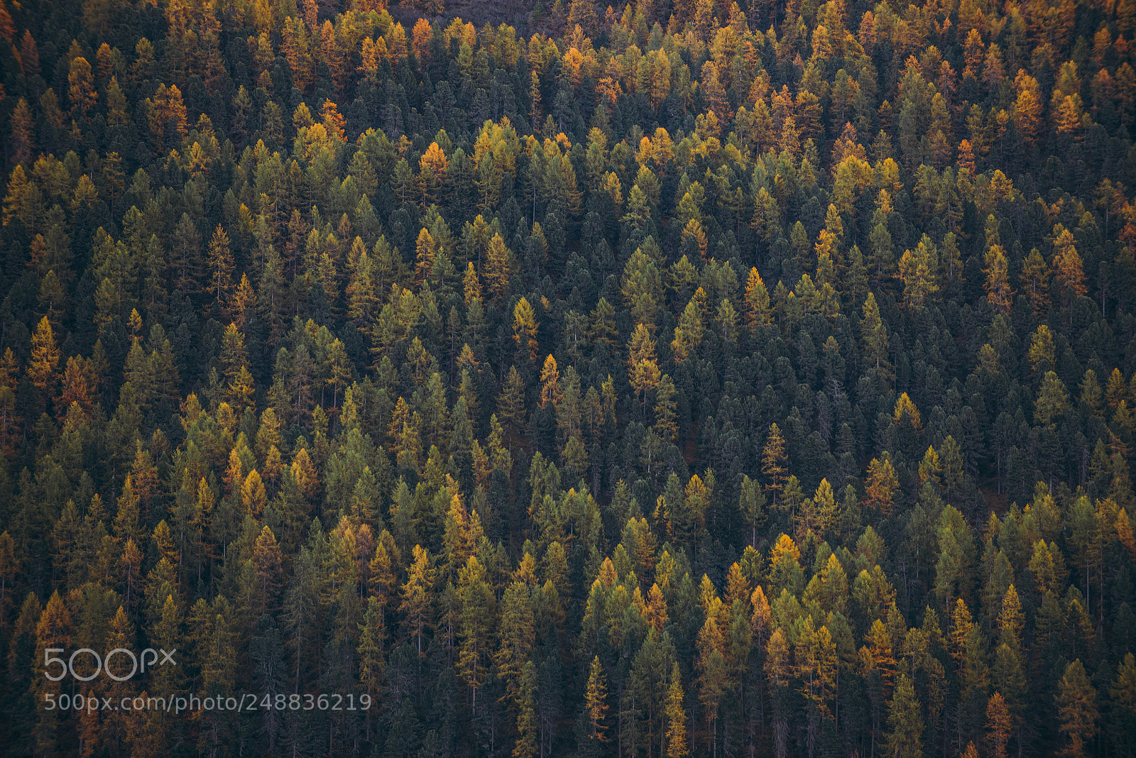 Nikon D610 sample photo. Tree composition capture on photography