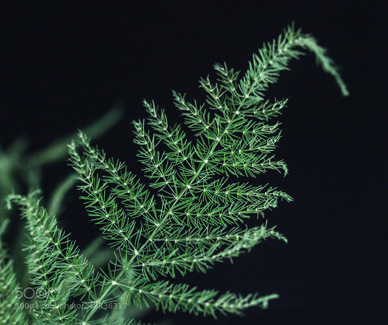 Canon EOS 60D sample photo. Green flower photography