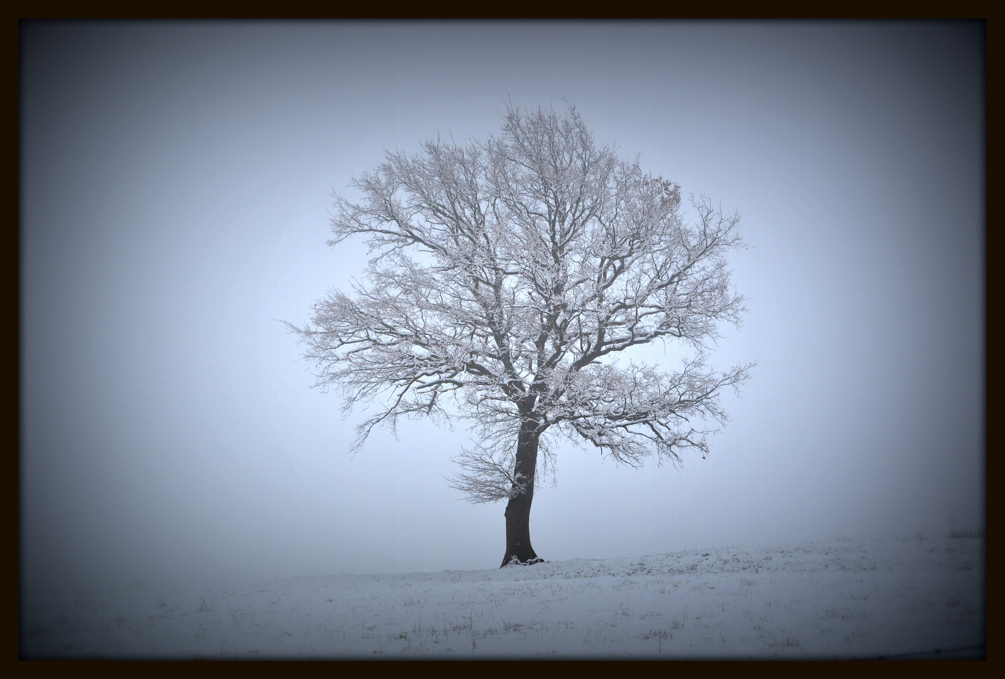 Nikon D5000 sample photo. My tree in winter photography