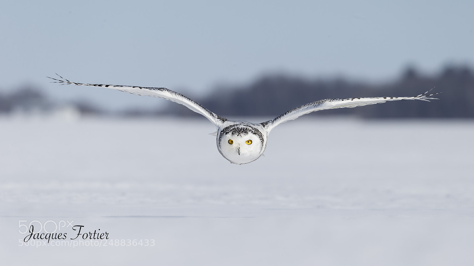 Canon EOS-1D X sample photo. Snowy owl photography