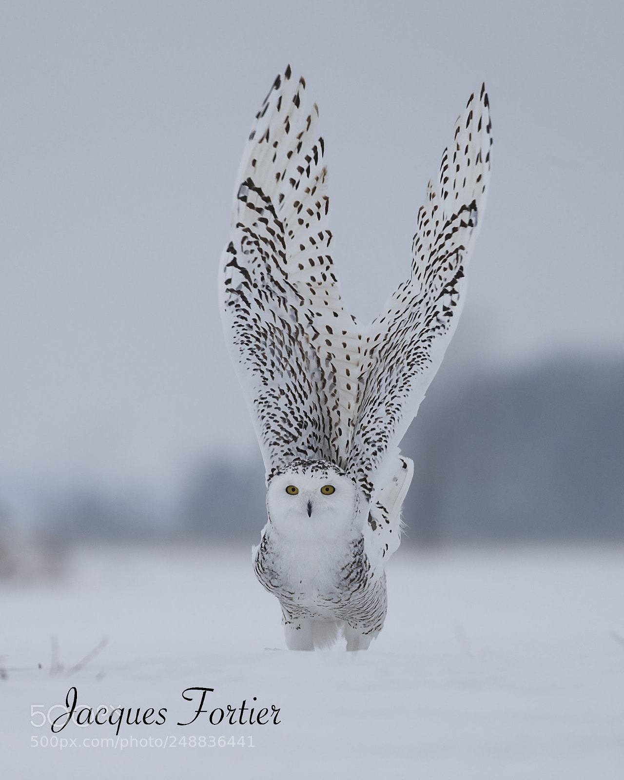 Canon EOS-1D X sample photo. Snowy owl photography