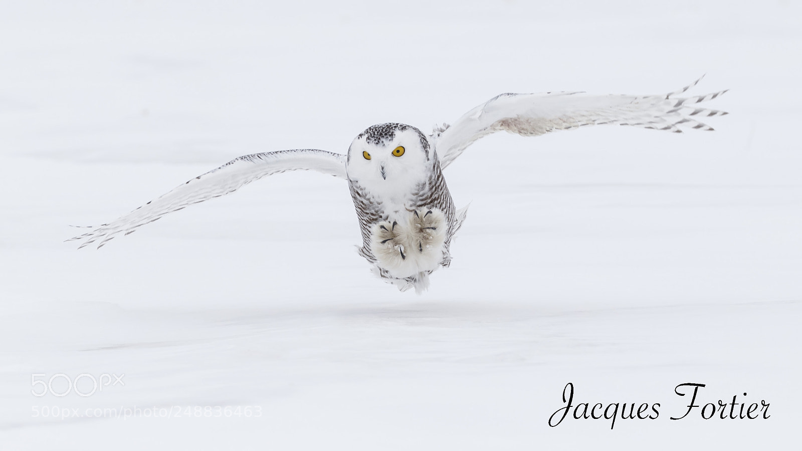 Canon EOS-1D X sample photo. Snowy owl photography