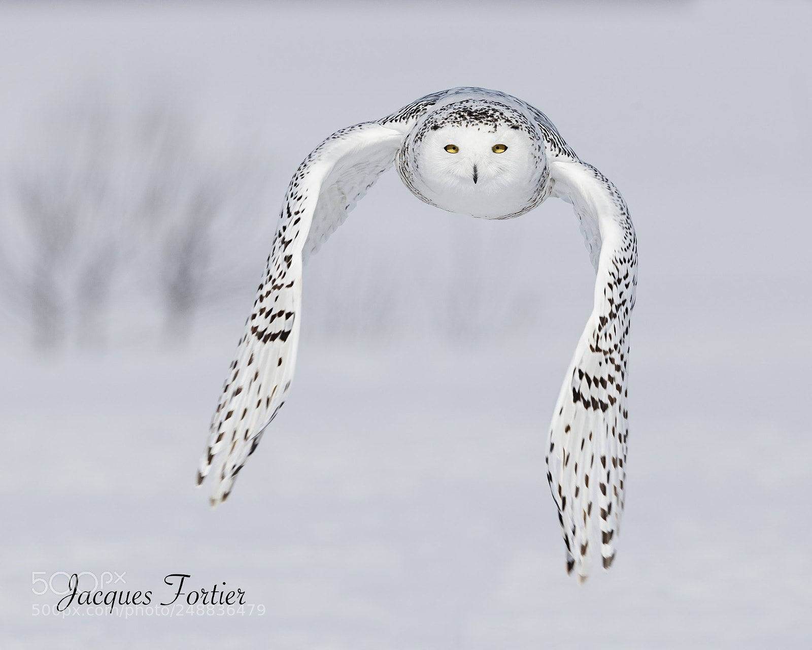Canon EOS-1D X sample photo. Snowy owl photography