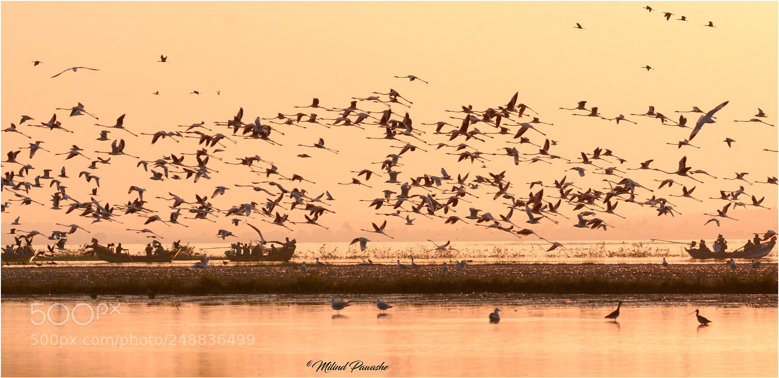 Nikon D7100 sample photo. Flamingos photography