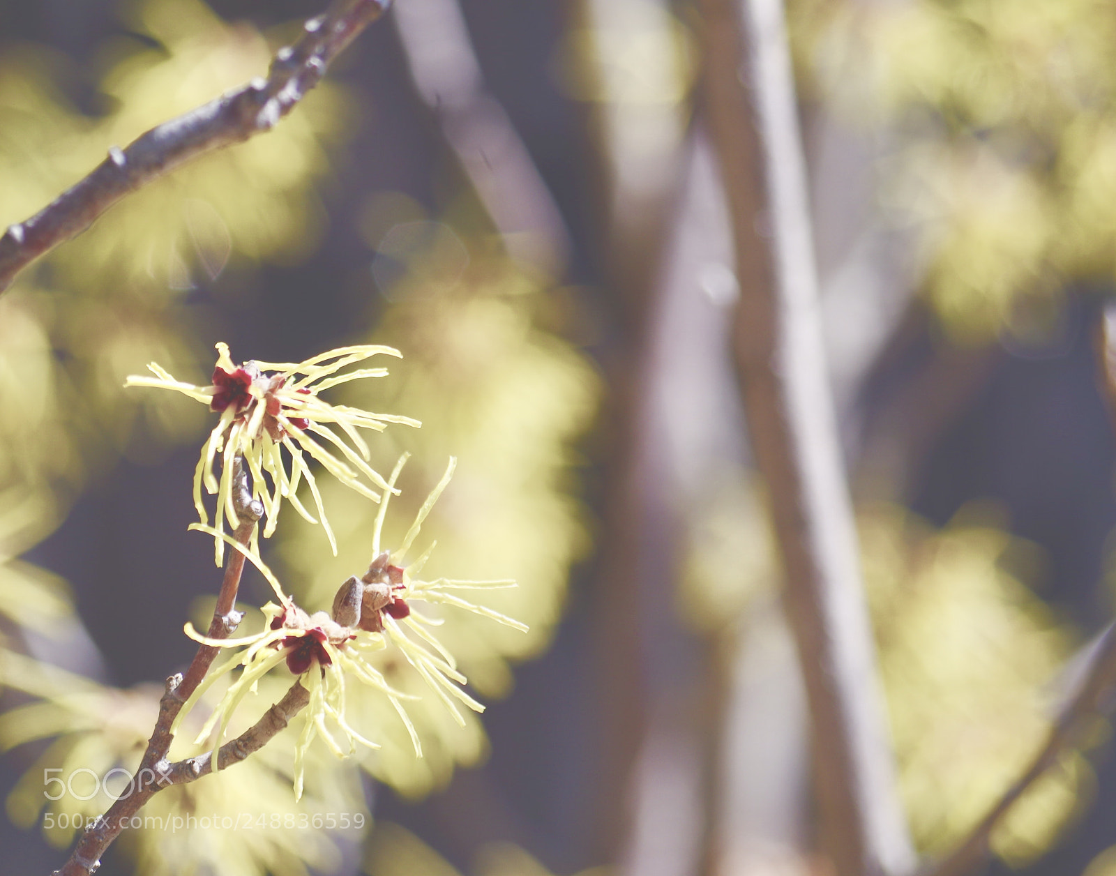 Pentax K-50 sample photo. 春をつげる マンサクの花 photography