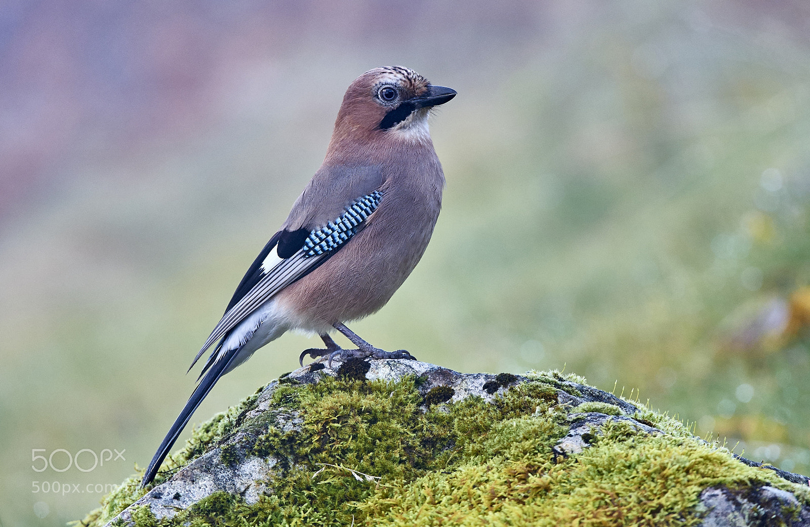 Nikon D3S sample photo. Eurasian jay photography