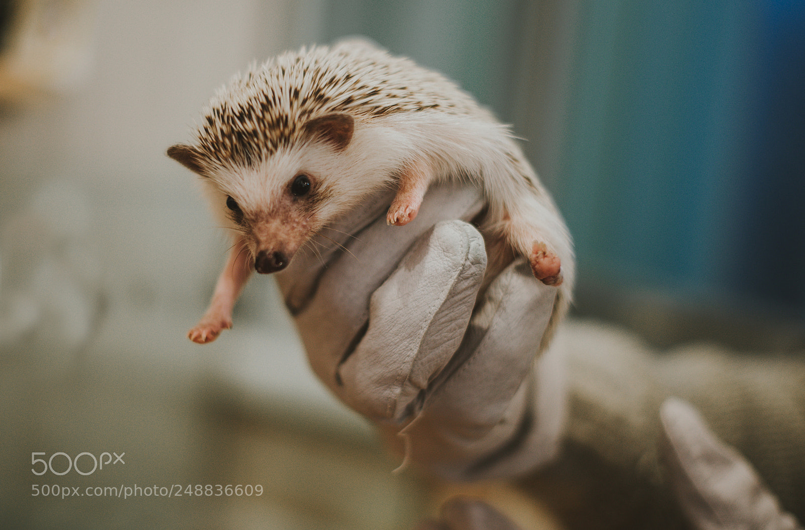 Nikon D610 sample photo. Little hedgehog portrait photography