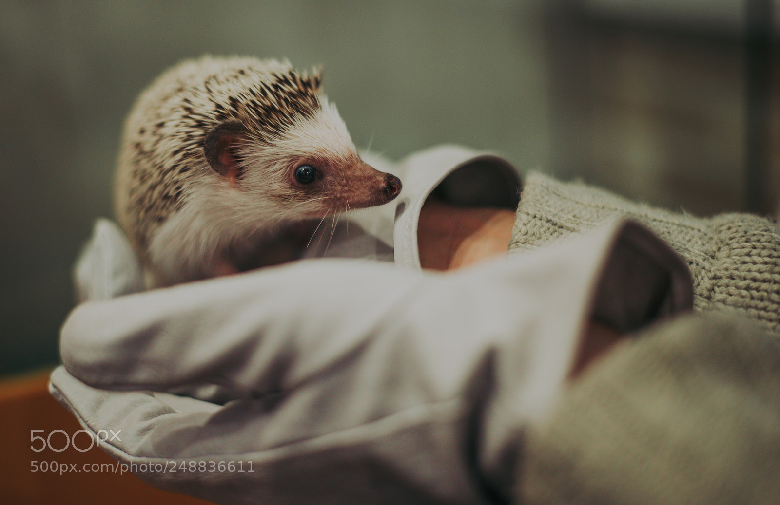 Nikon D610 sample photo. Little hedgehog portrait photography