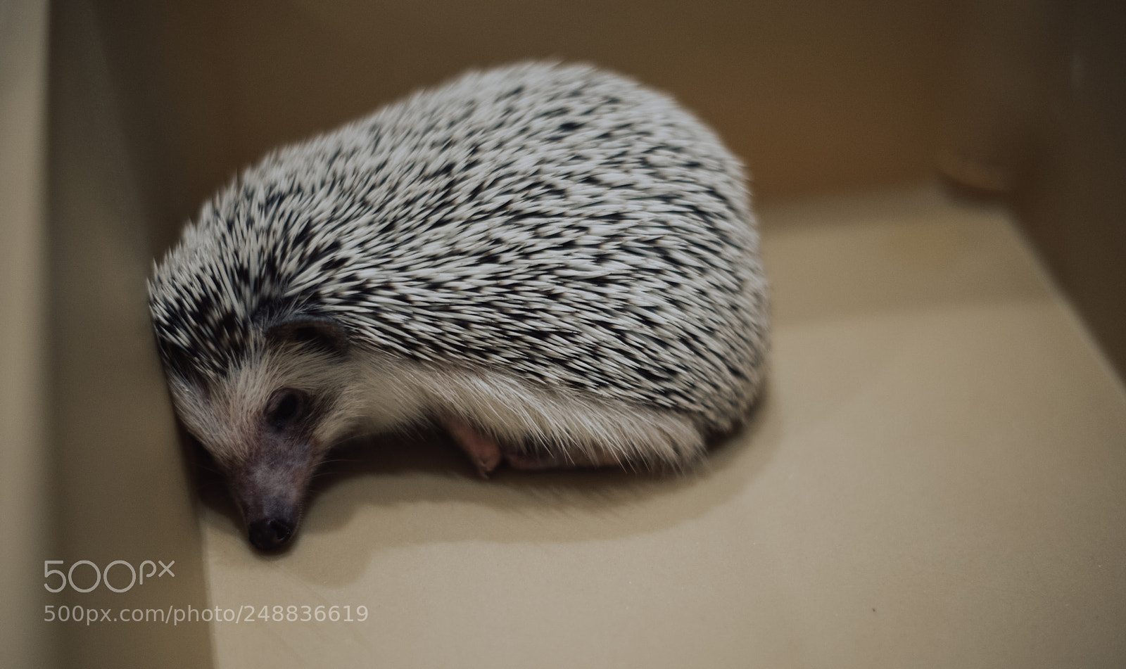 Nikon D610 sample photo. Little hedgehog portrait photography