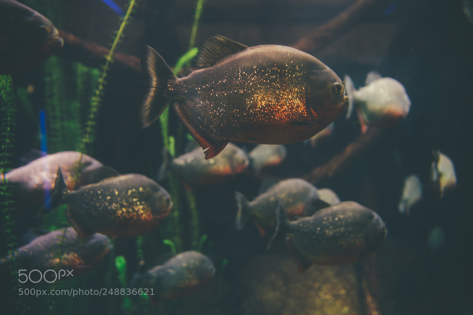 Nikon D610 sample photo. Piranha fish swimming in photography