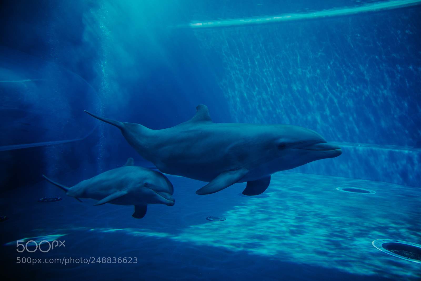 Nikon D610 sample photo. Dolphins swimming underwater photography