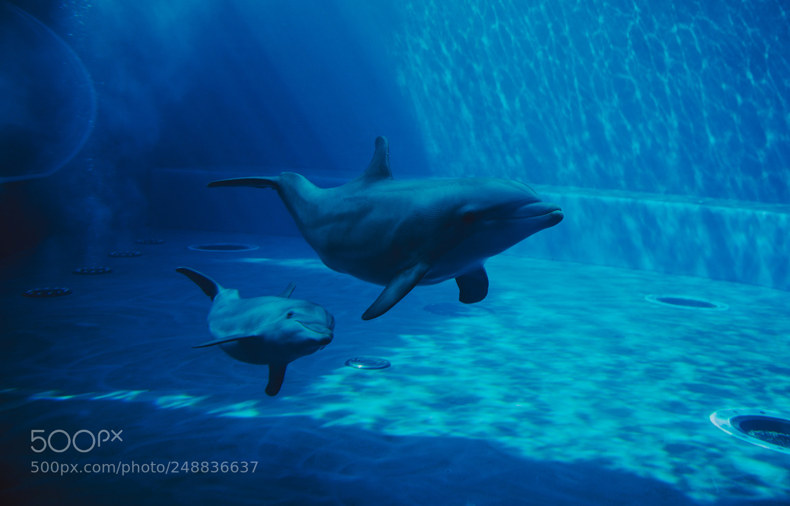 Nikon D610 sample photo. Dolphins swimming underwater photography