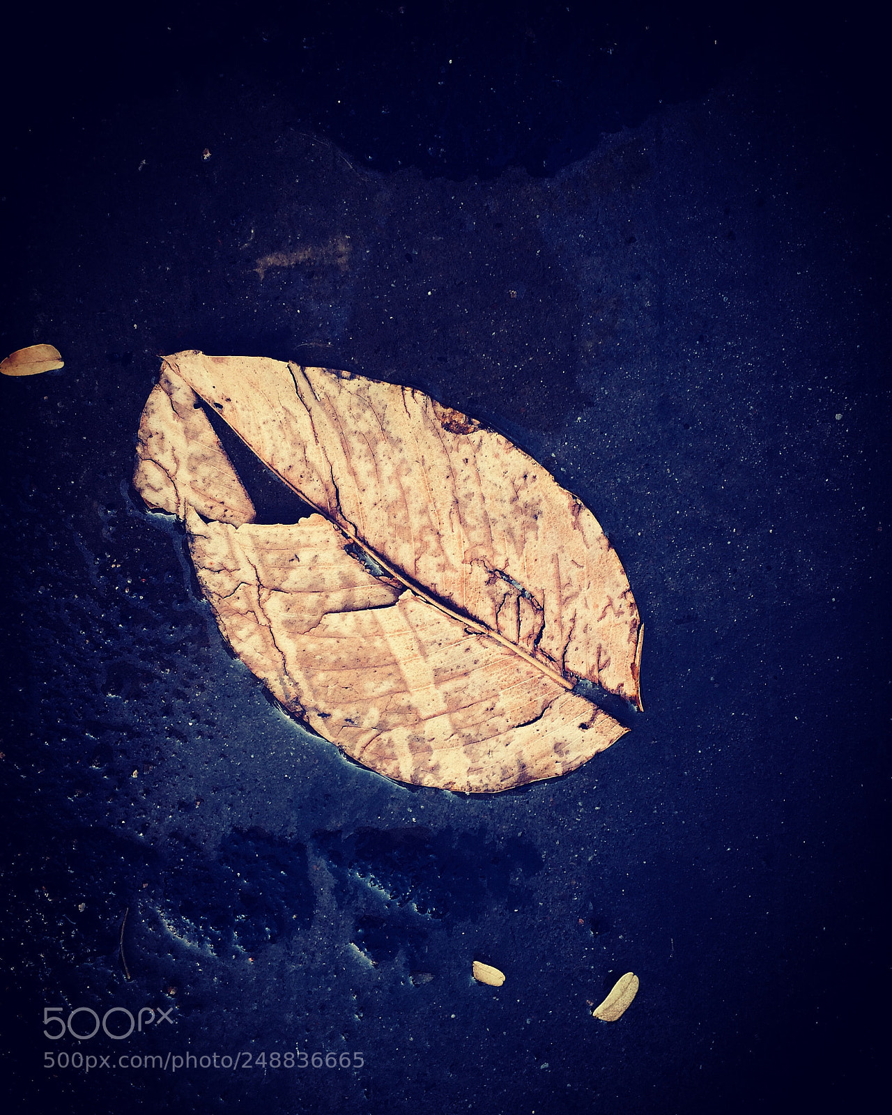 Apple iPhone 5s sample photo. Life of leaf photography