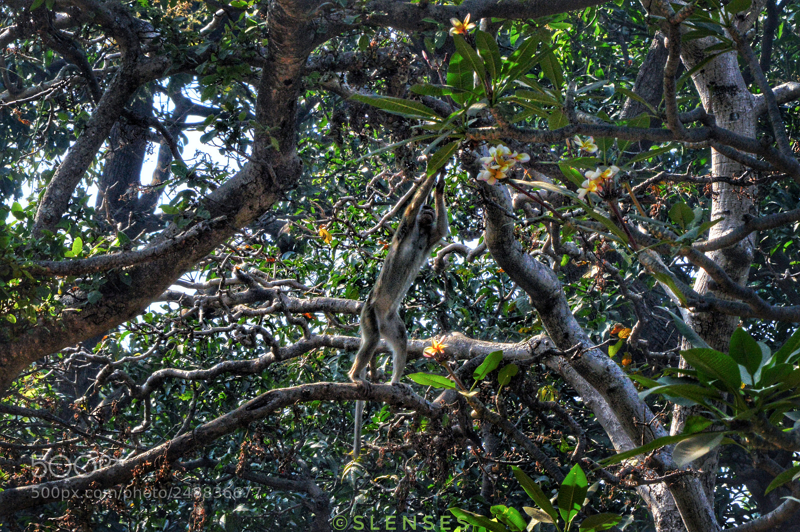 Nikon D3200 sample photo. #georgeofthejungle photography