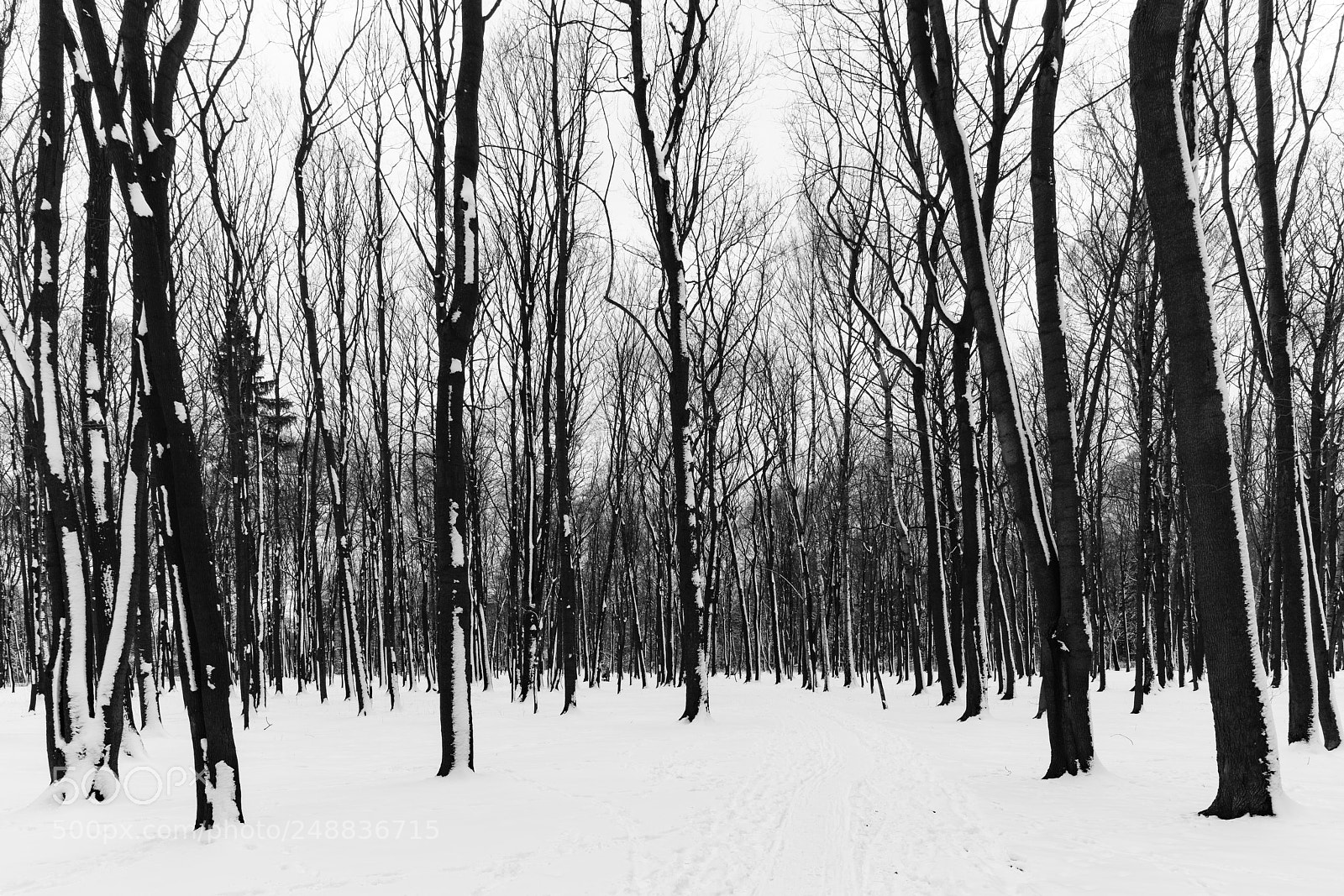 Sony a7R II sample photo. Witer park. photography