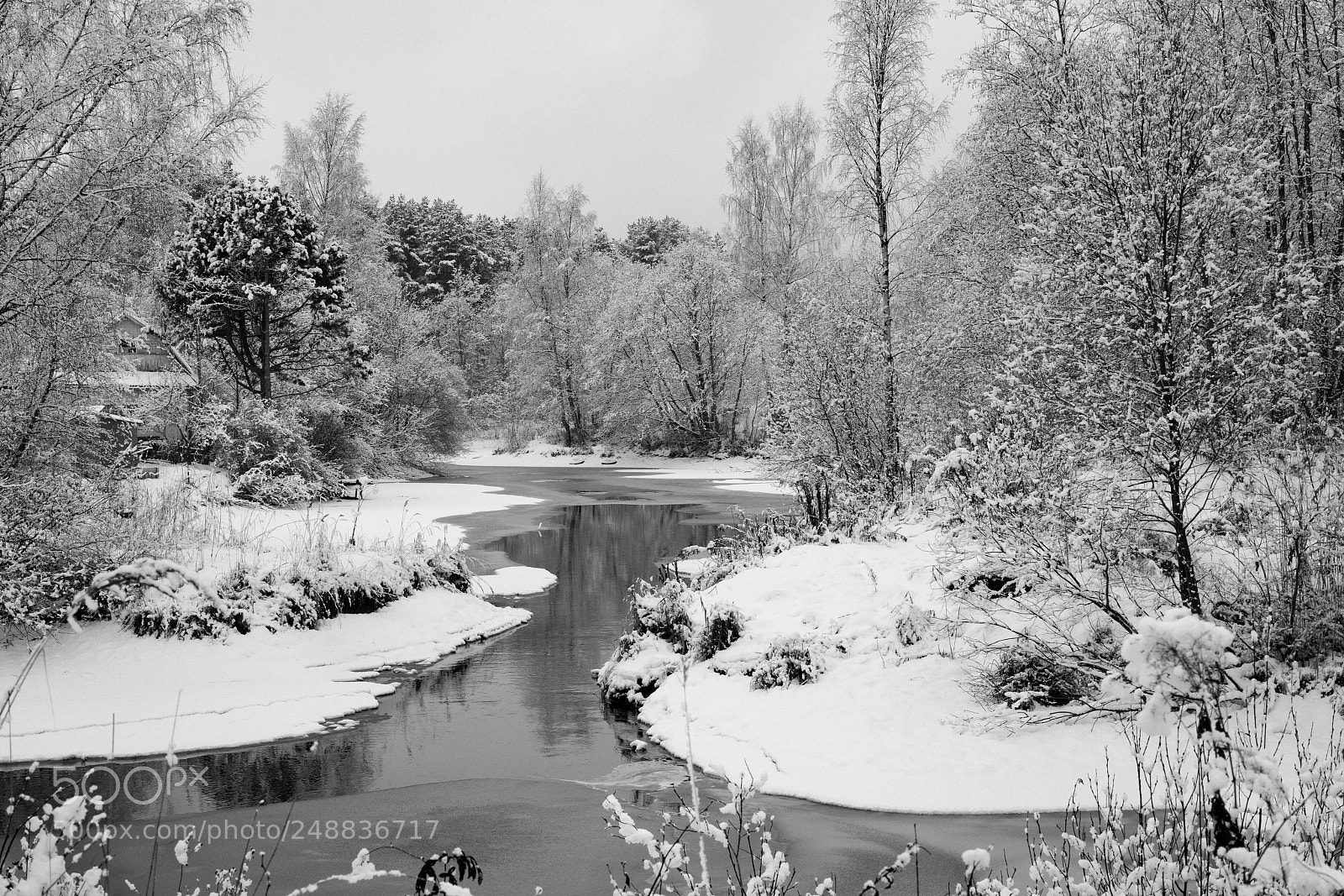Sony a7R II sample photo. Witer forest. photography