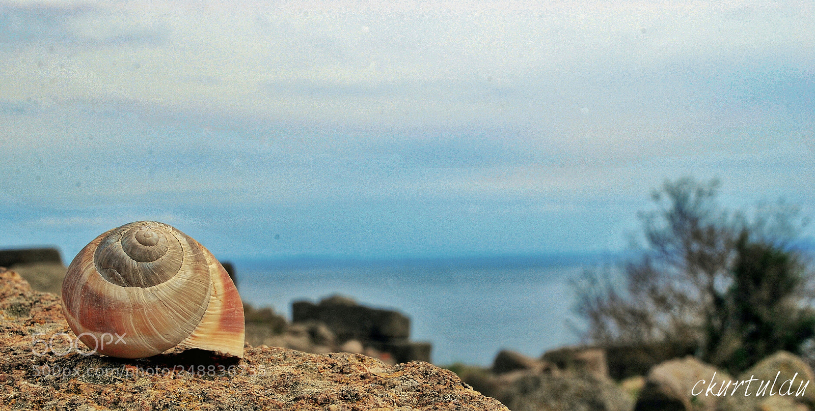 Nikon D60 sample photo. Sea shell photography