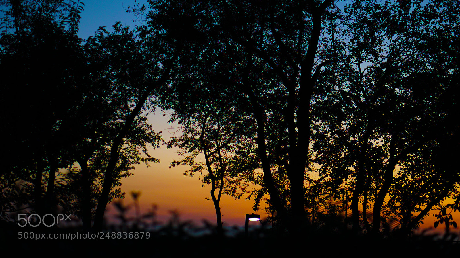 Sony a6000 sample photo. Trees photography