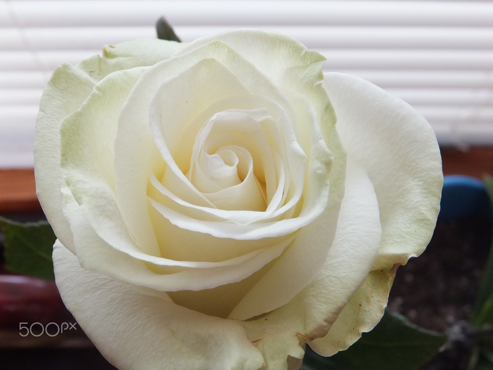 Fujifilm FinePix F750EXR sample photo. White beauty 2 photography