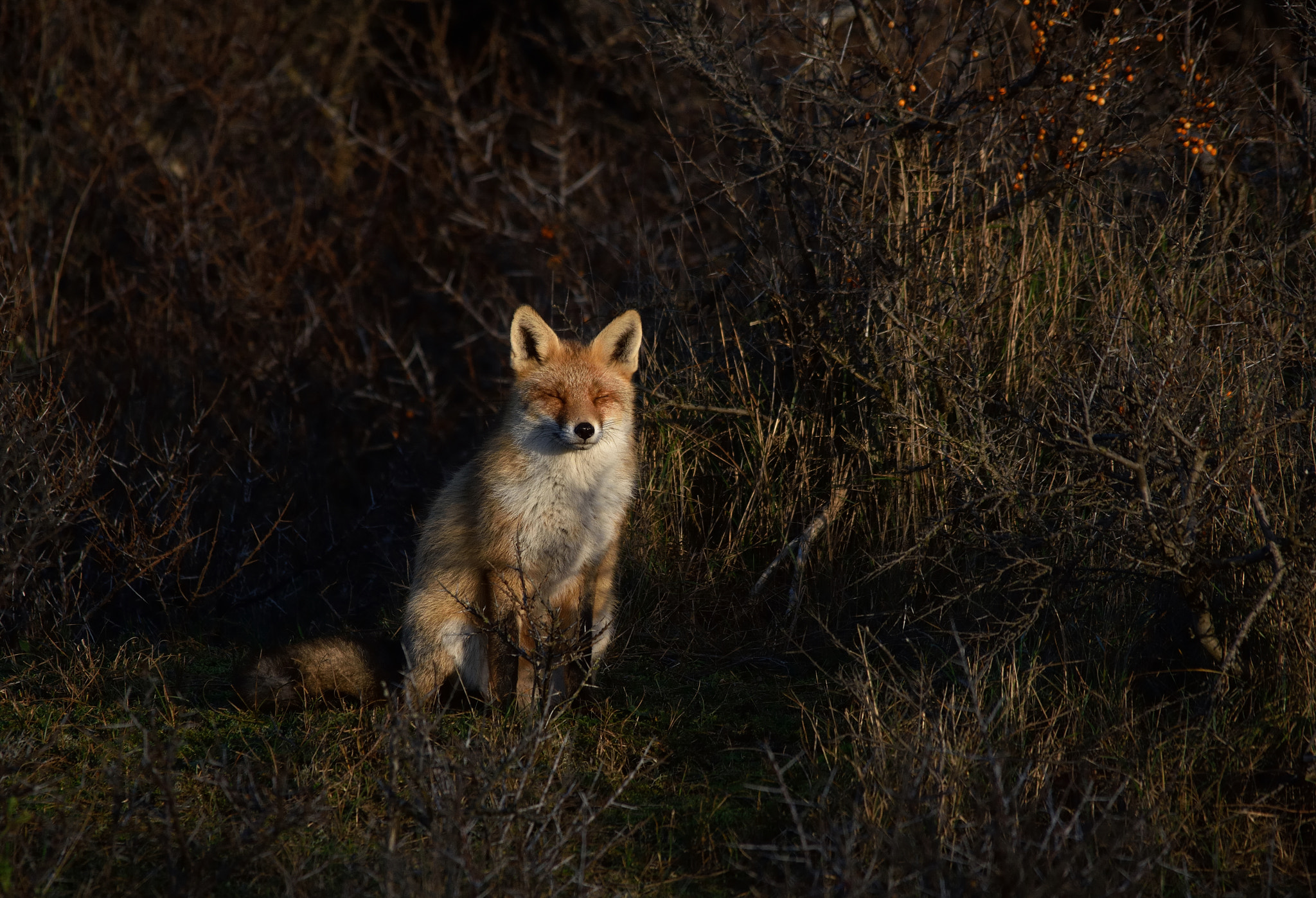 Sigma 150-500mm F5-6.3 DG OS HSM sample photo. Enjoying the sunshine photography