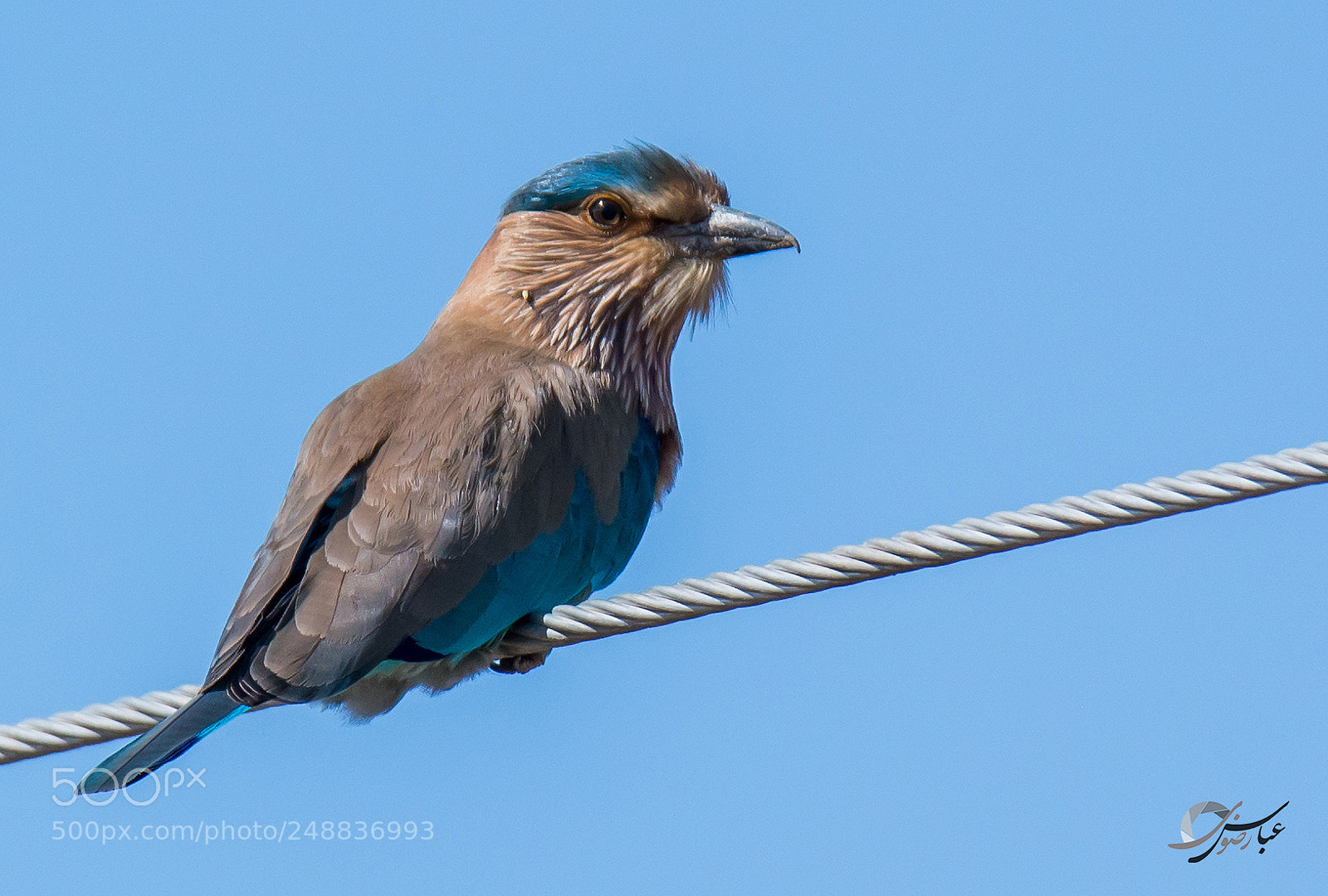 Nikon D7100 sample photo. Indian roller photography