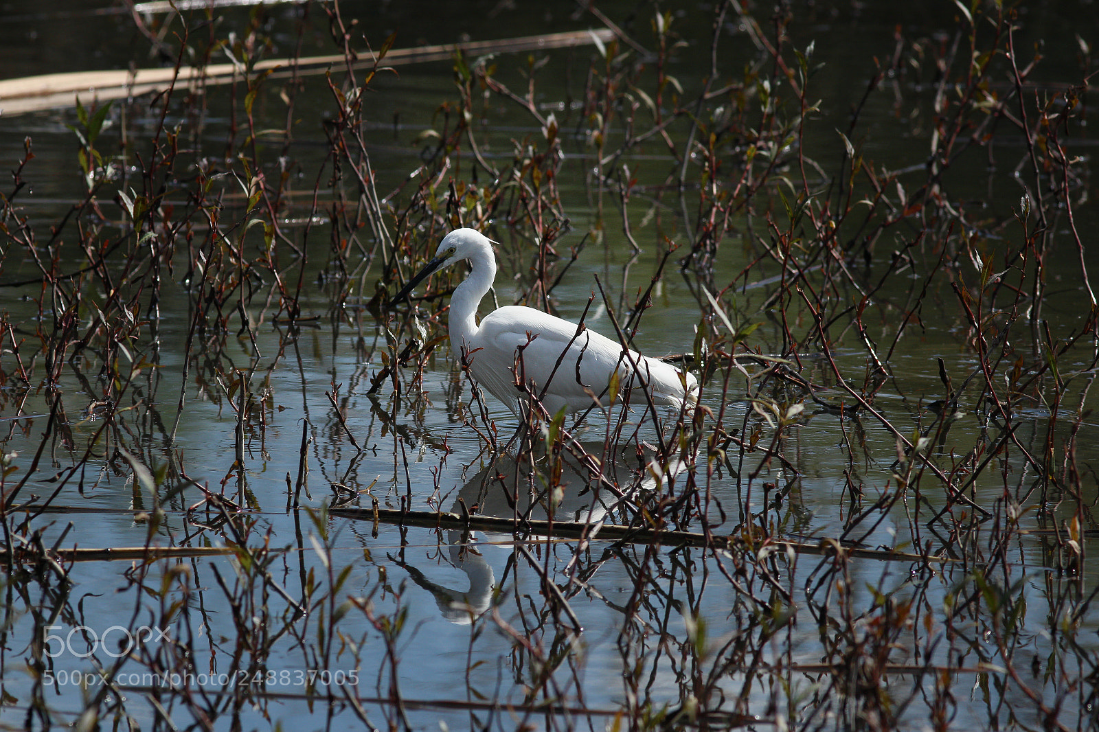 Canon EOS 700D (EOS Rebel T5i / EOS Kiss X7i) sample photo. Lake patrol 2 photography